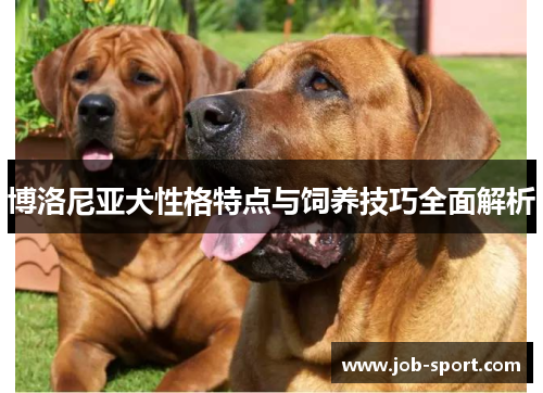 博洛尼亚犬性格特点与饲养技巧全面解析